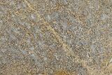 Polished Dinosaur Bone (Gembone) Slab - Morocco #290288-1